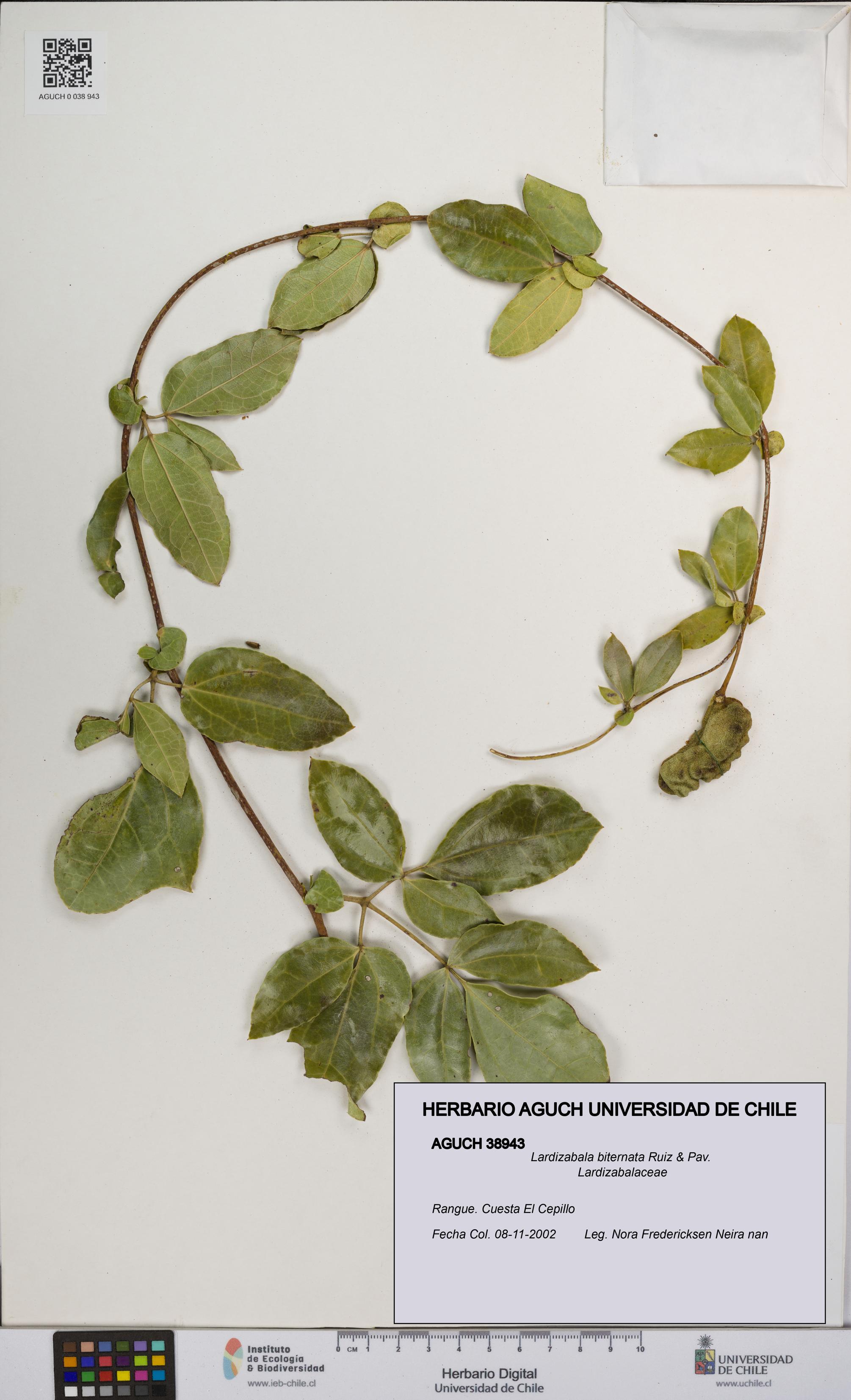 Lardizabala biternata [Espécimen: UCH:AGUCH:0038943]