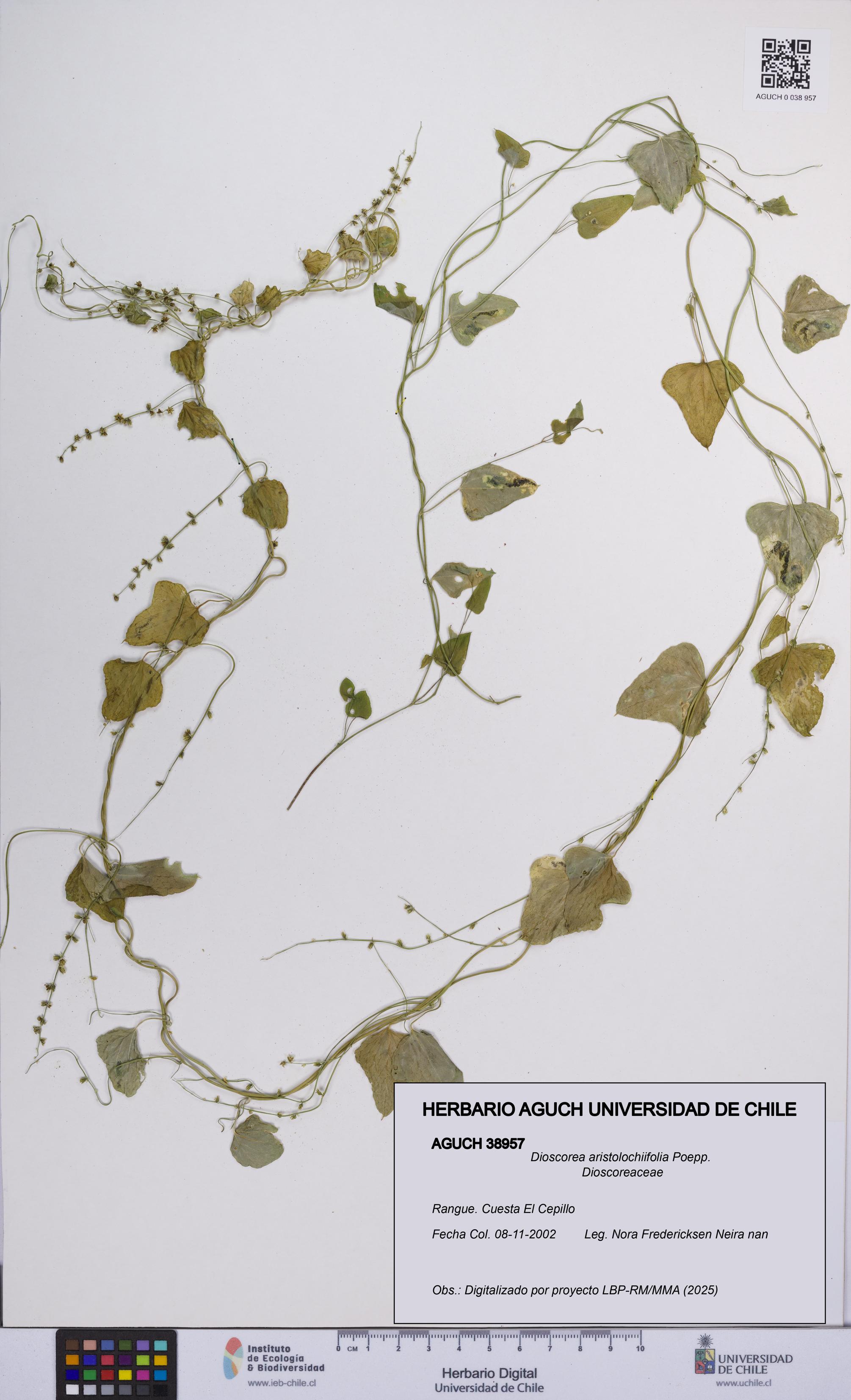 Dioscorea aristolochiifolia [Espécimen: UCH:AGUCH:0038957]