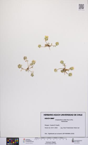 Chaetanthera ciliata [Espécimen: UCH:AGUCH:0038967]