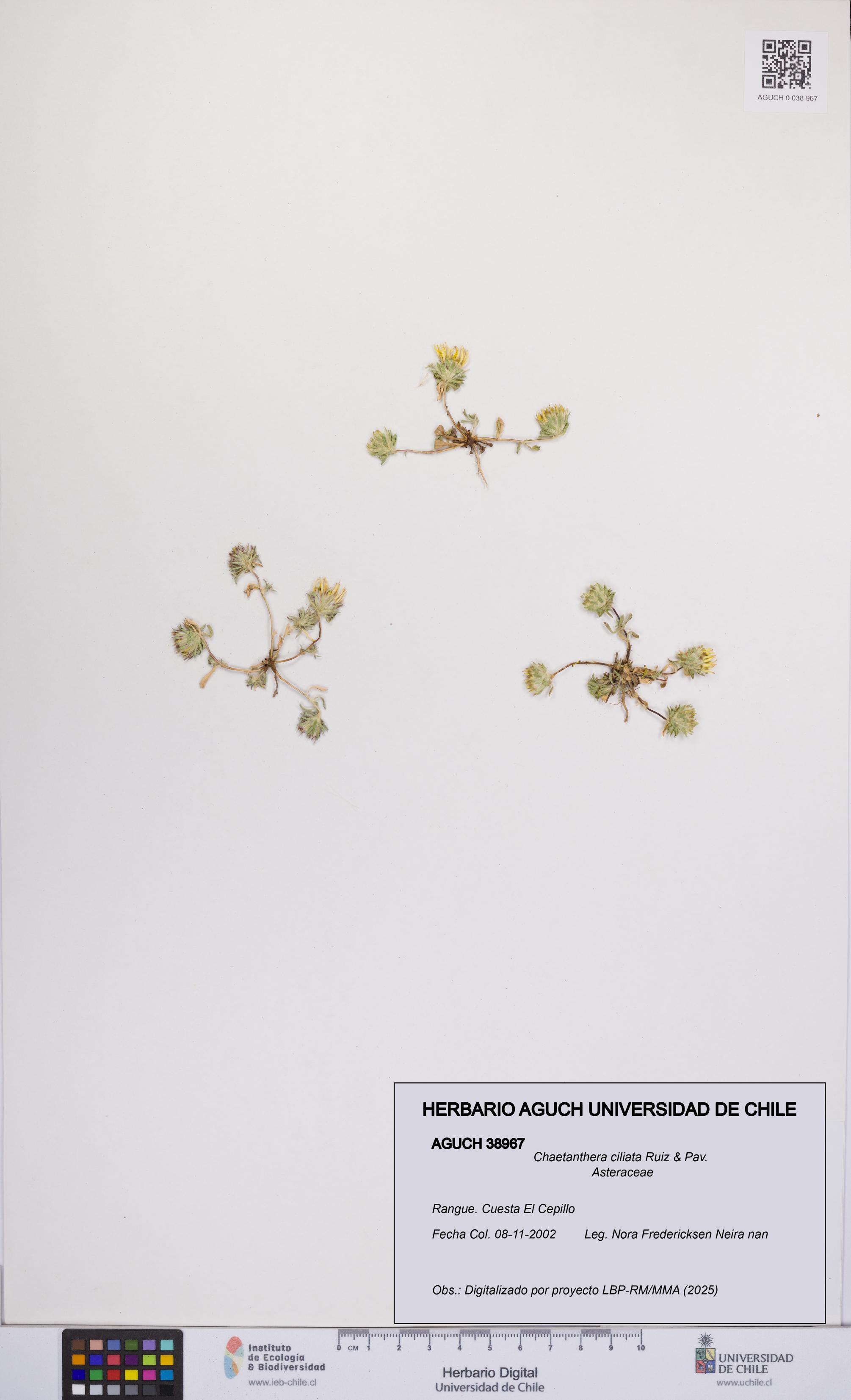 Chaetanthera ciliata [Espécimen: UCH:AGUCH:0038967]