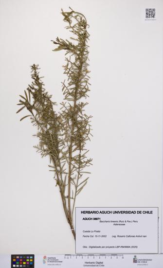 Baccharis linearis [Espécimen: UCH:AGUCH:0038971]