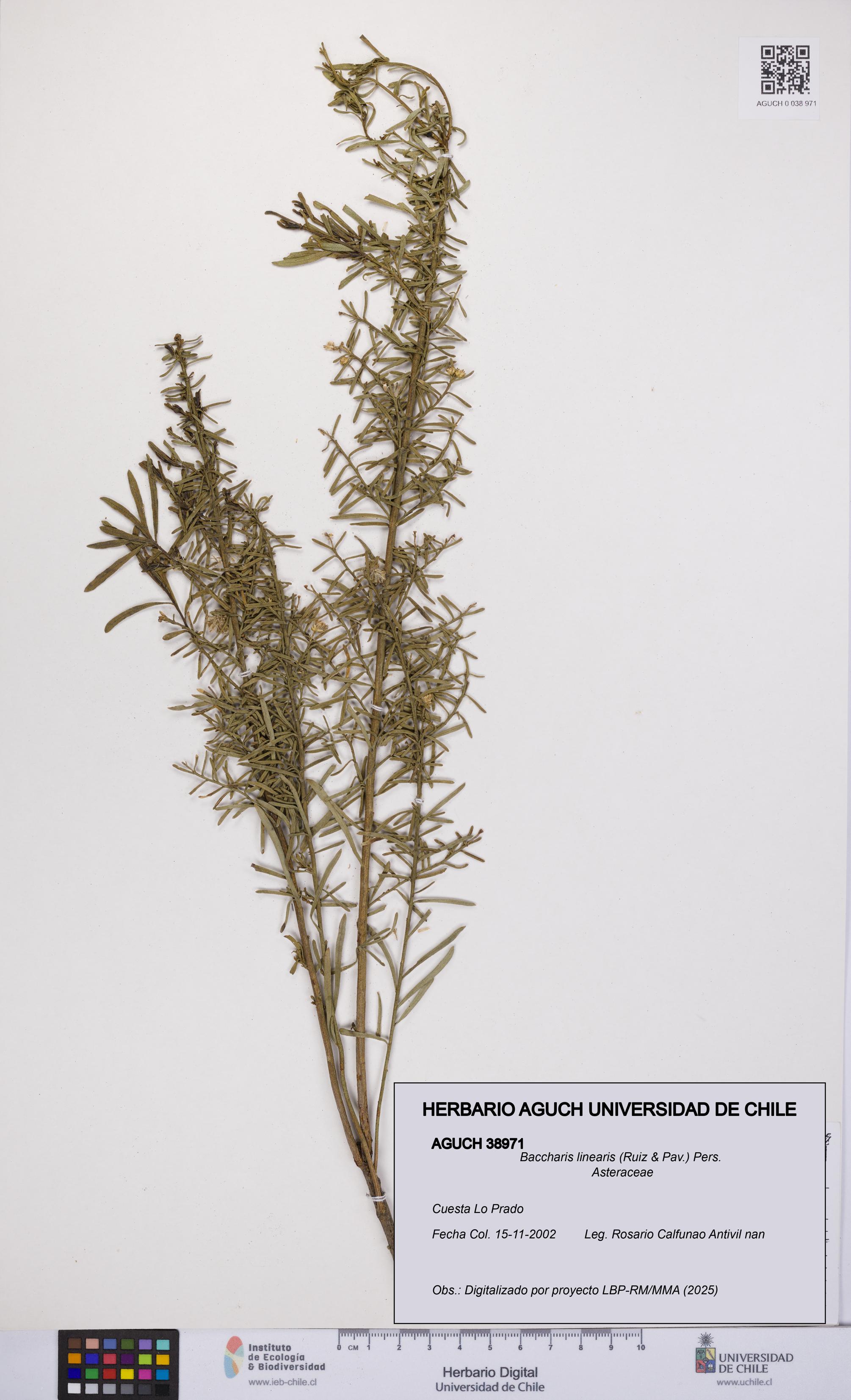 Baccharis linearis [Espécimen: UCH:AGUCH:0038971]