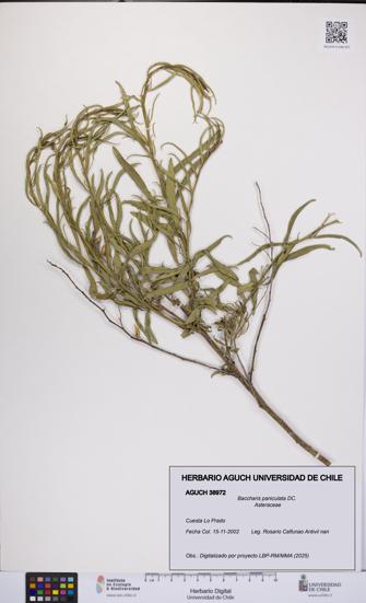 Baccharis paniculata [Espécimen: UCH:AGUCH:0038972]