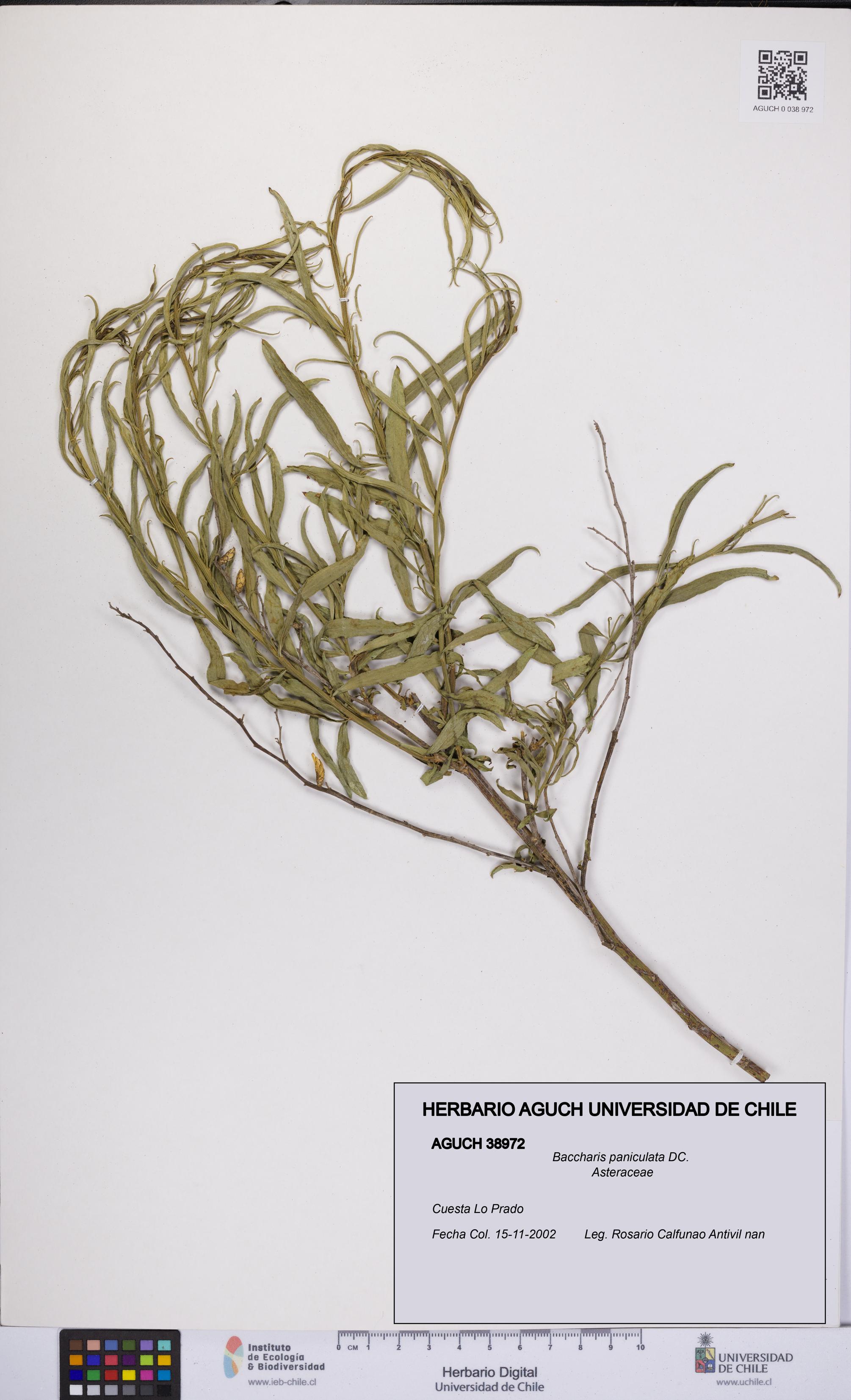 Baccharis paniculata [Espécimen: UCH:AGUCH:0038972]