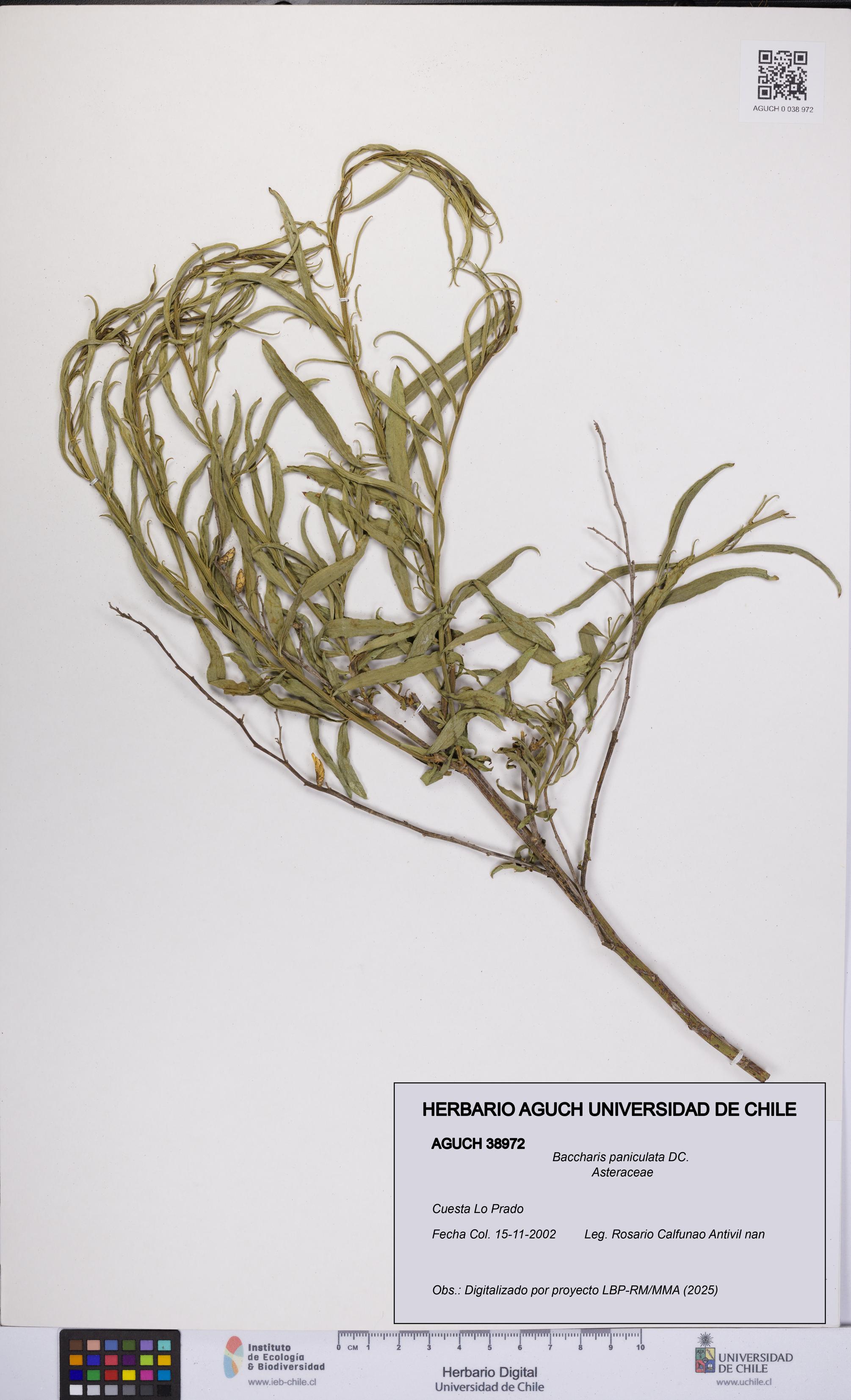Baccharis paniculata [Espécimen: UCH:AGUCH:0038972]