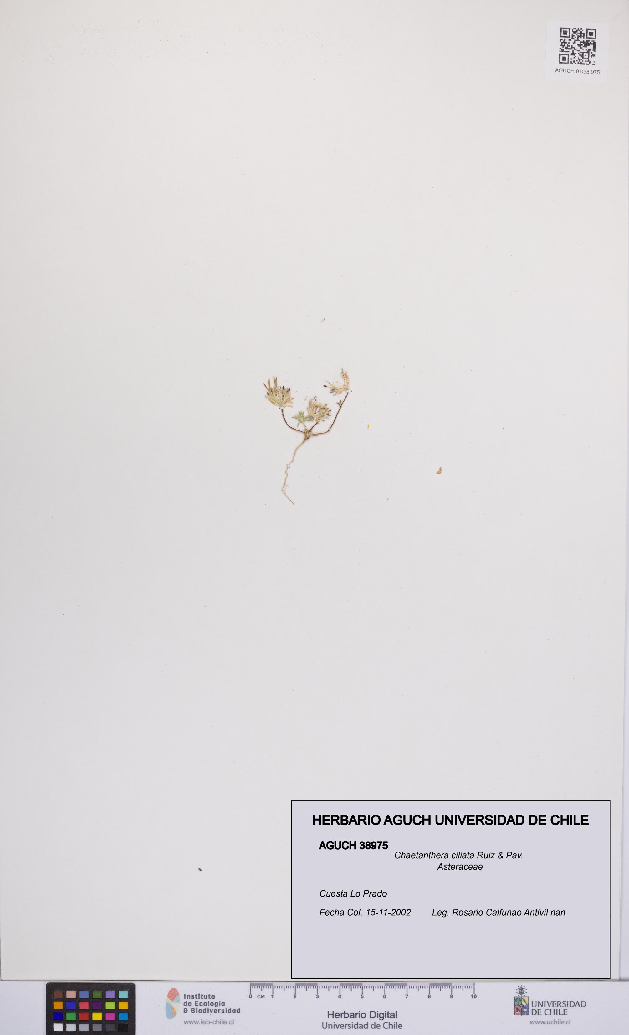 Chaetanthera ciliata [Espécimen: UCH:AGUCH:0038975]