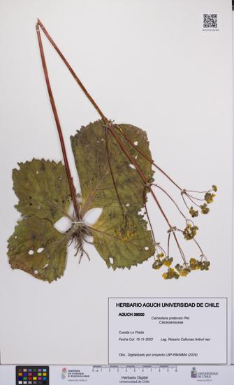 Calceolaria pratensis [Espécimen: UCH:AGUCH:0039000]