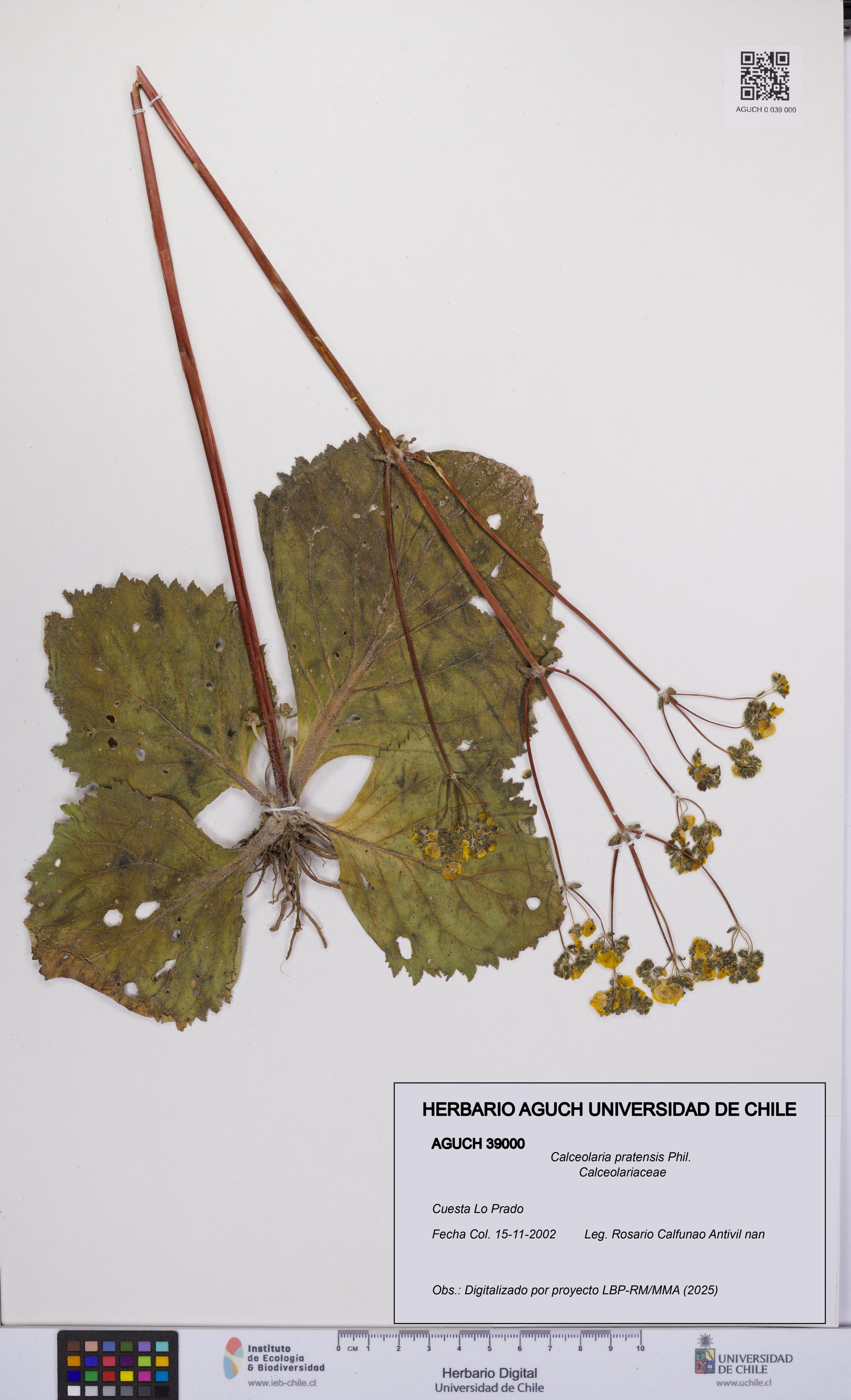 Calceolaria pratensis [Espécimen: UCH:AGUCH:0039000]