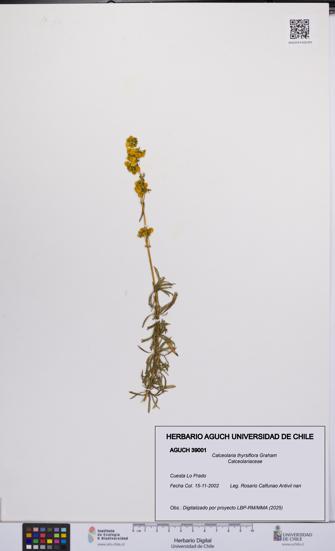 Calceolaria thyrsiflora [Espécimen: UCH:AGUCH:0039001]