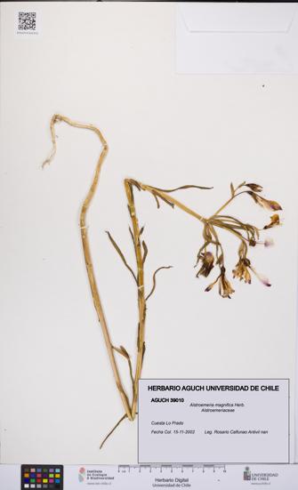 Alstroemeria magnifica [Espécimen: UCH:AGUCH:0039010]