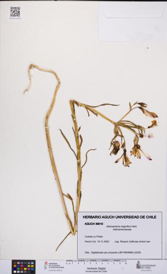 Alstroemeria magnifica [Espécimen: UCH:AGUCH:0039010]
