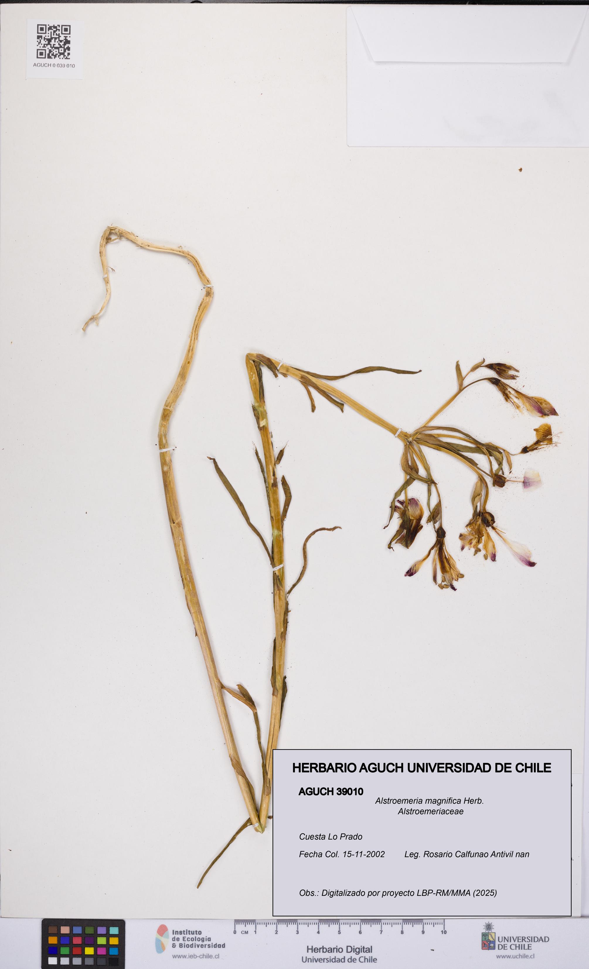 Alstroemeria magnifica [Espécimen: UCH:AGUCH:0039010]