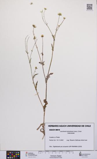 Leucheria tomentosa [Espécimen: UCH:AGUCH:0039015]
