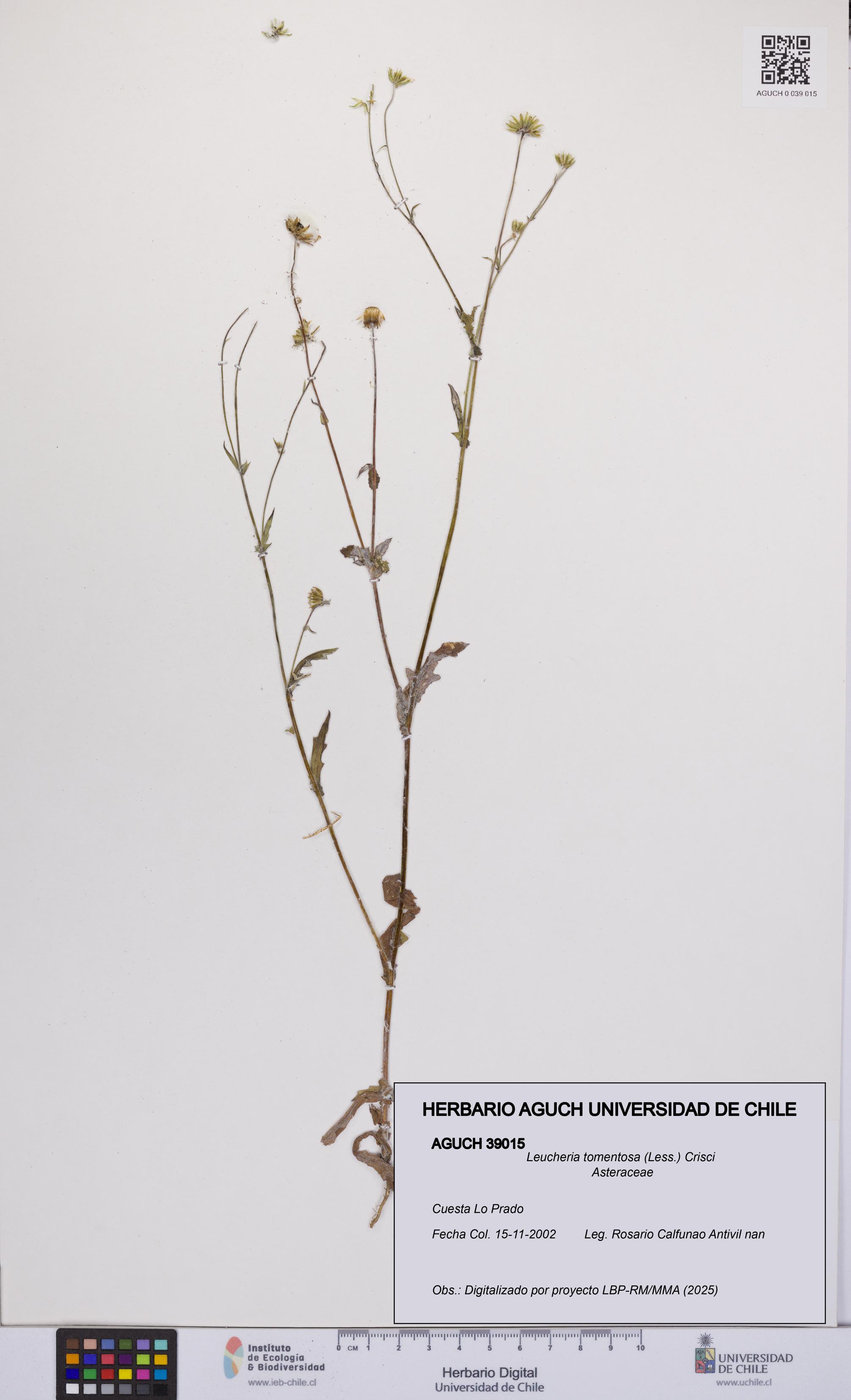 Leucheria tomentosa [Espécimen: UCH:AGUCH:0039015]