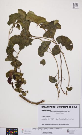 Aristolochia chilensis [Espécimen: UCH:AGUCH:0039016]