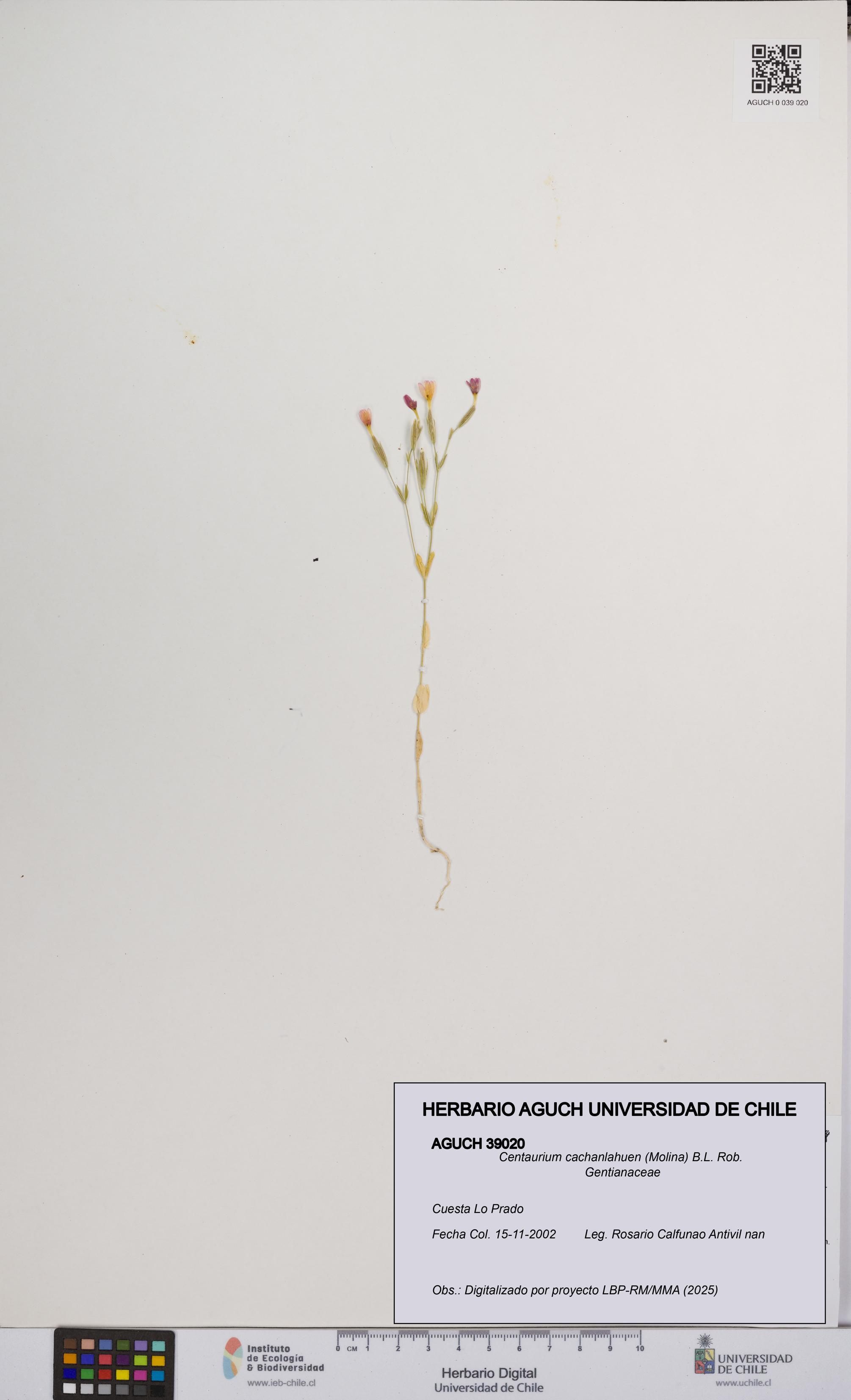 Centaurium cachanlahuen [Espécimen: UCH:AGUCH:0039020]