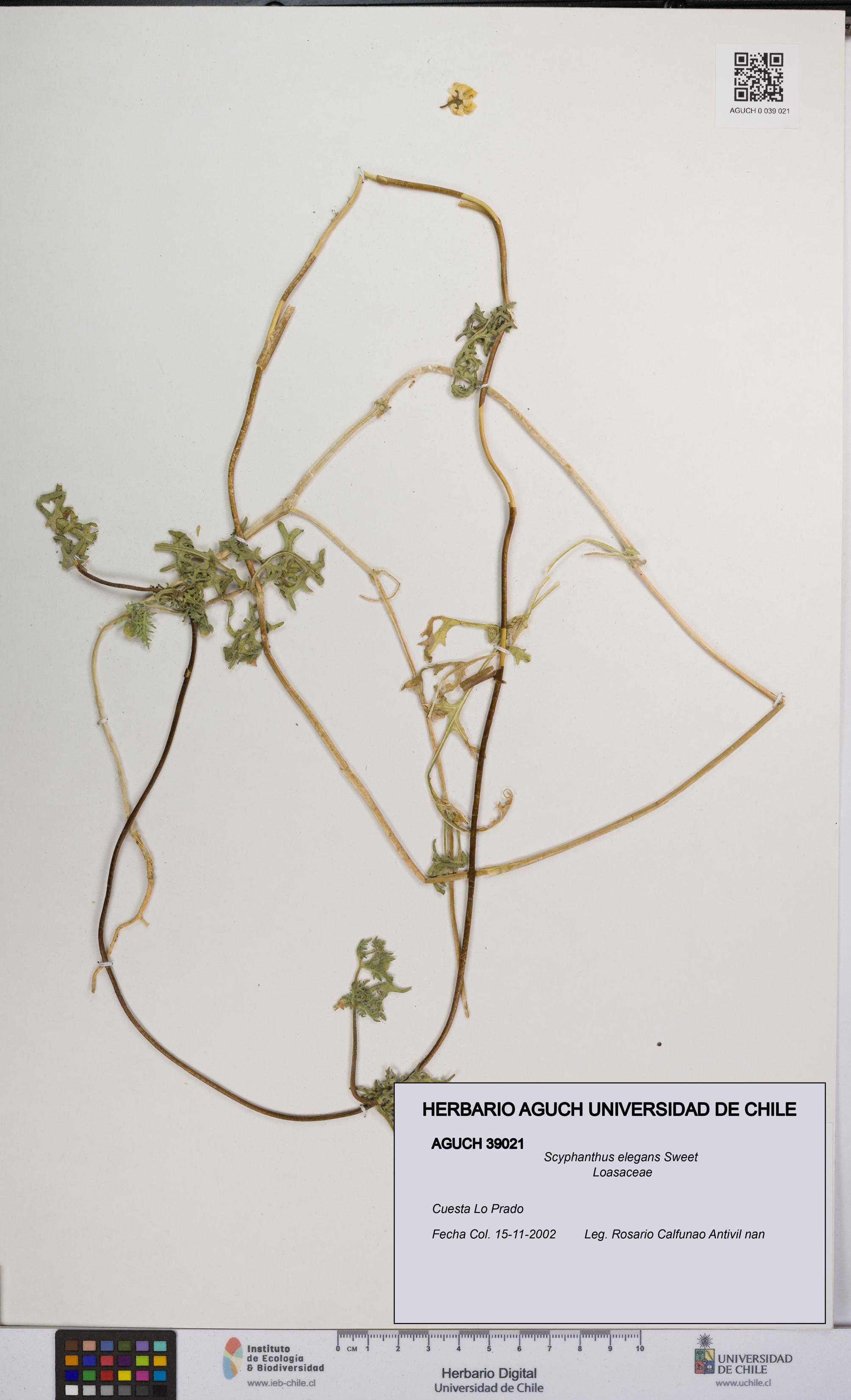 Scyphanthus elegans [Espécimen: UCH:AGUCH:0039021]