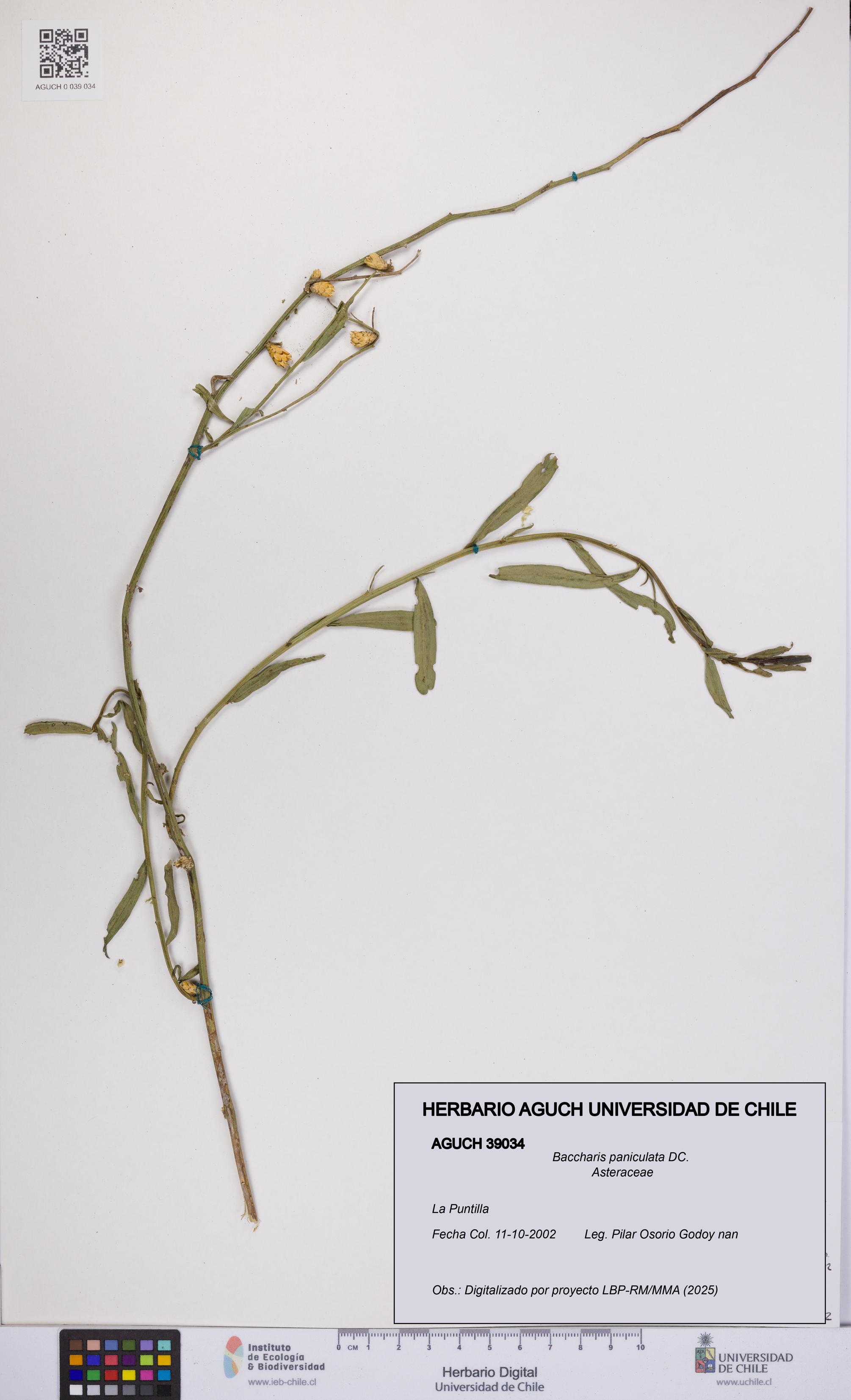 Baccharis paniculata [Espécimen: UCH:AGUCH:0039034]