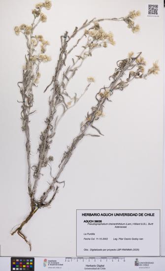 Pseudognaphalium cheiranthifolium [Espécimen: UCH:AGUCH:0039035]