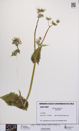 Sonchus oleraceus [Espécimen: UCH:AGUCH:0039037]