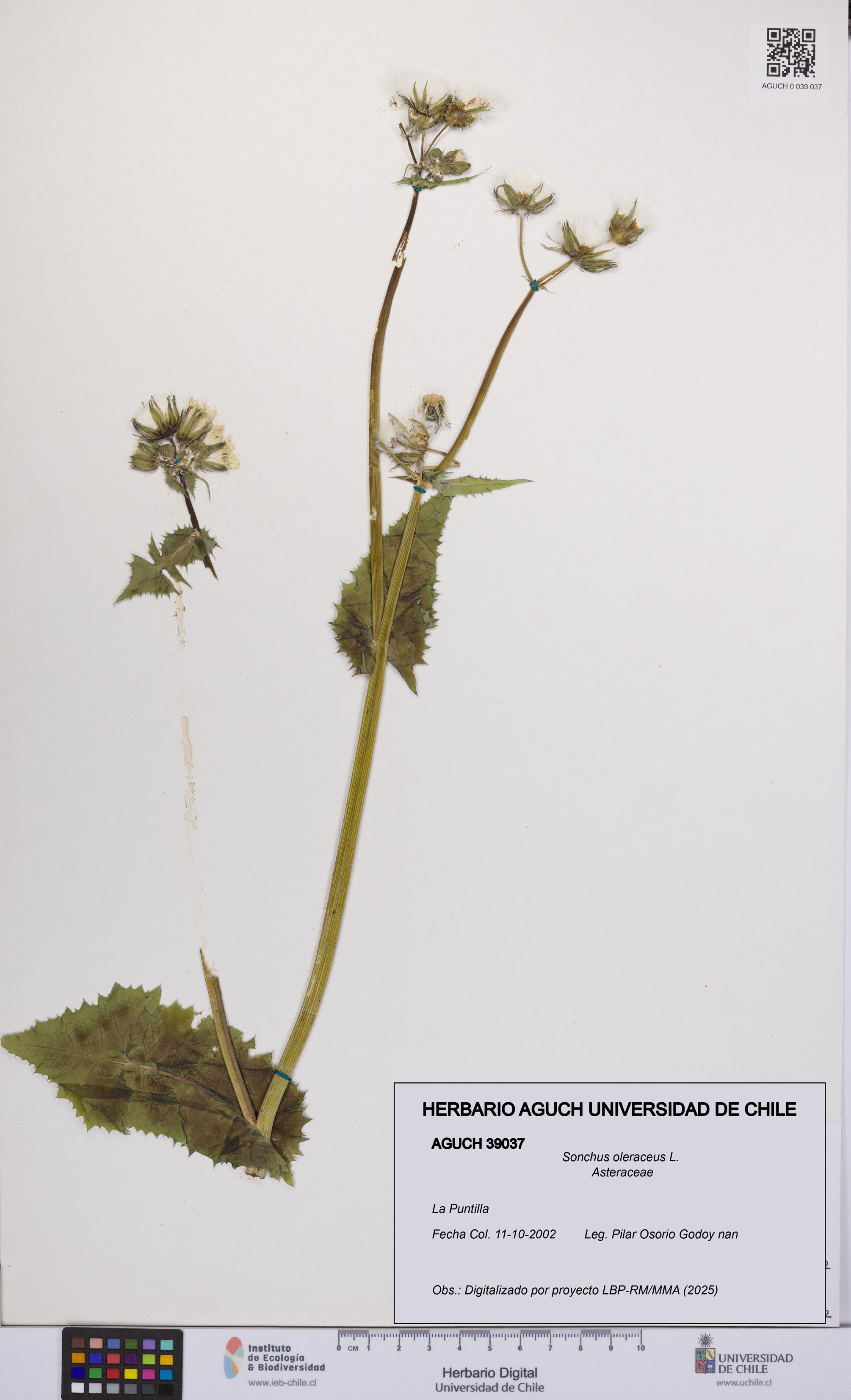 Sonchus oleraceus [Espécimen: UCH:AGUCH:0039037]