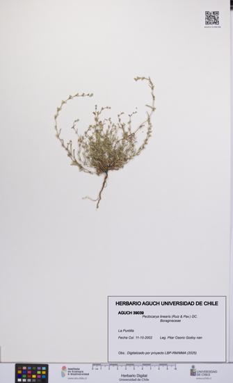 Pectocarya linearis [Espécimen: UCH:AGUCH:0039039]