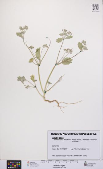 Homalocarpus dichotomus [Espécimen: UCH:AGUCH:0039044]