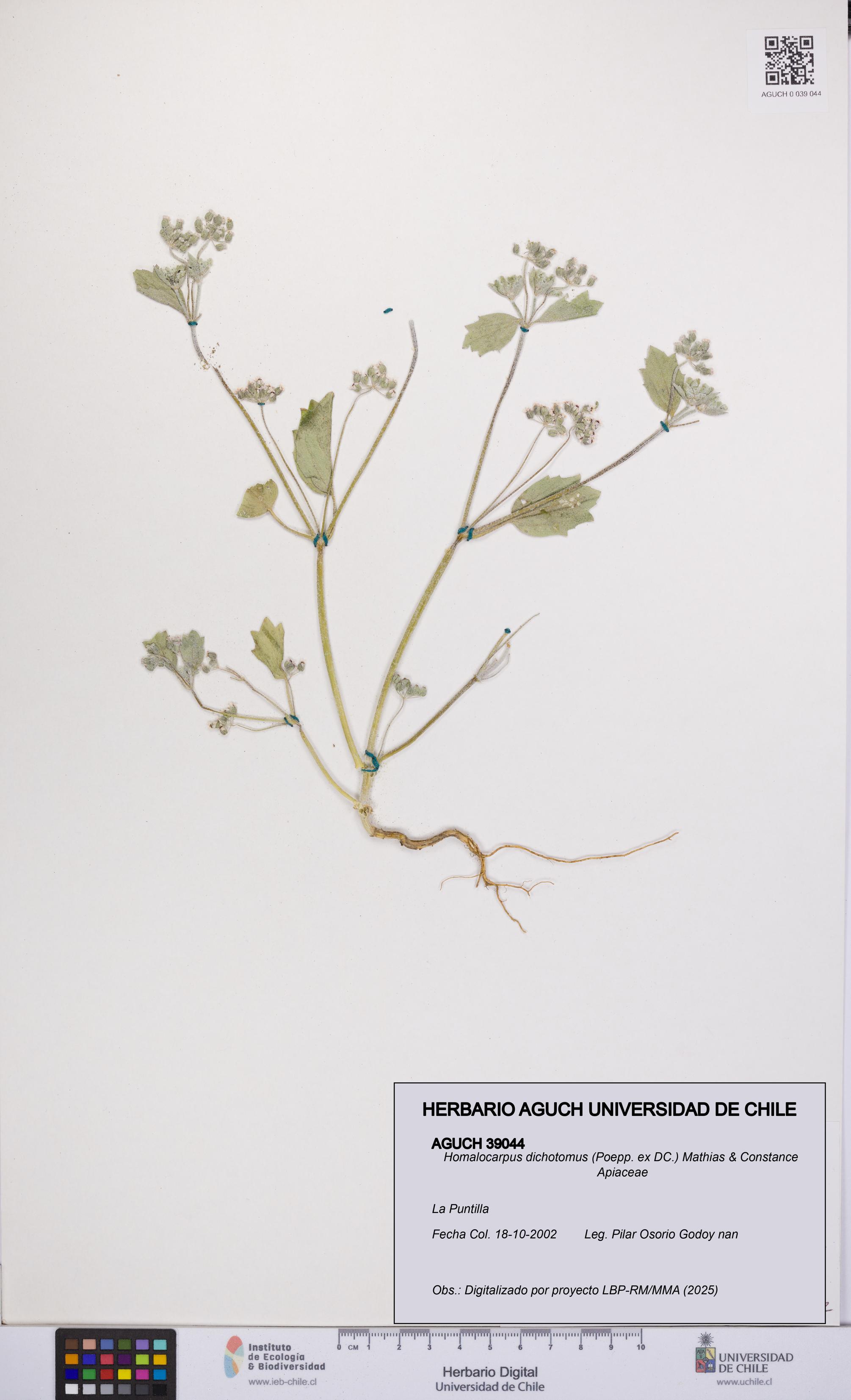 Homalocarpus dichotomus [Espécimen: UCH:AGUCH:0039044]