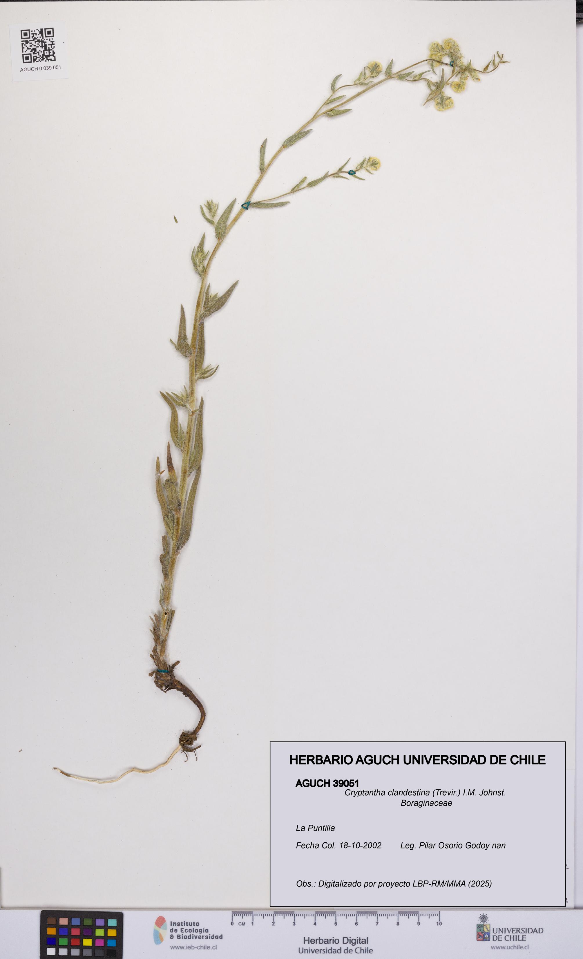 Cryptantha clandestina [Espécimen: UCH:AGUCH:0039051]