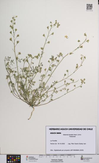 Adesmia tenella [Espécimen: UCH:AGUCH:0039054]