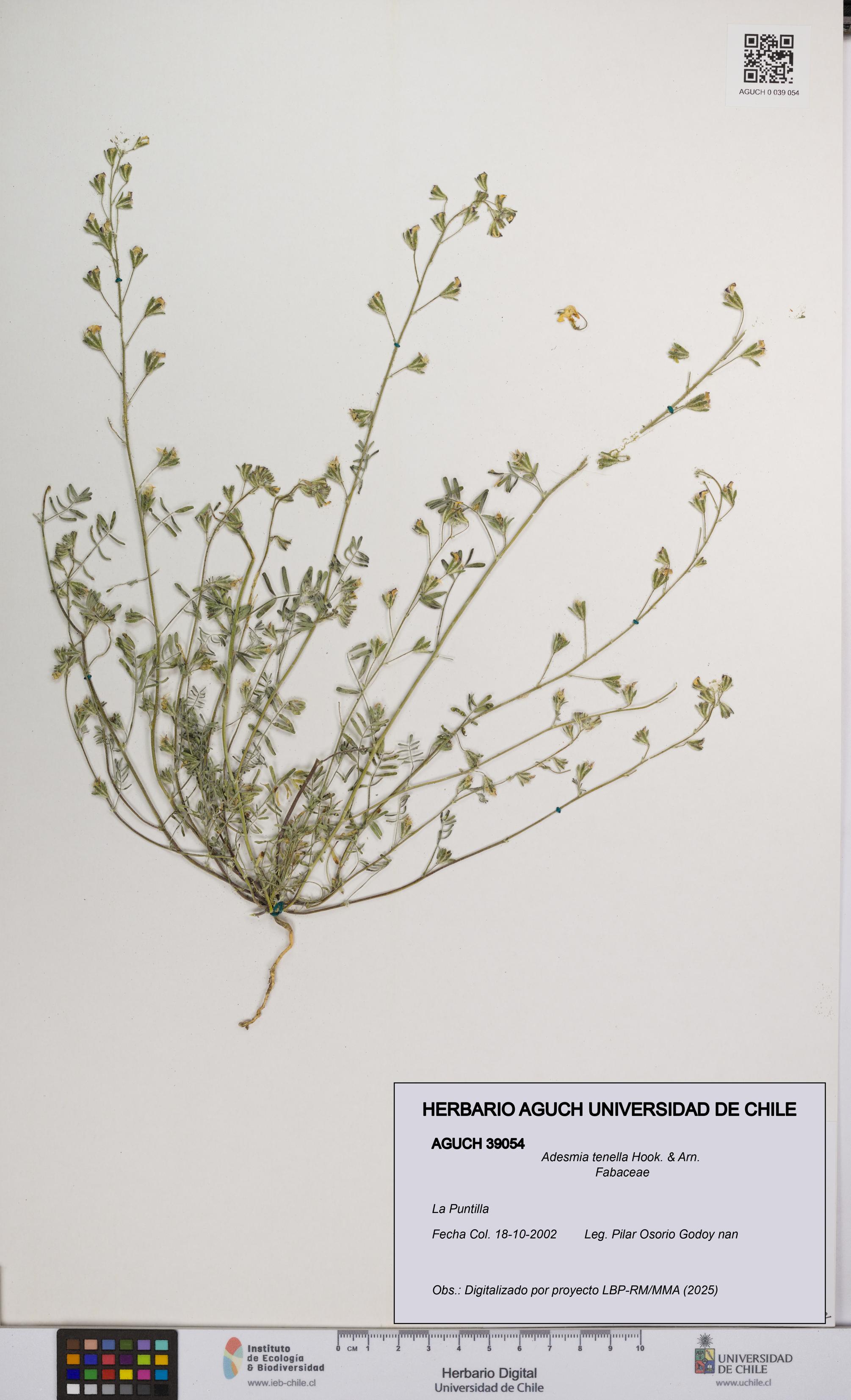 Adesmia tenella [Espécimen: UCH:AGUCH:0039054]