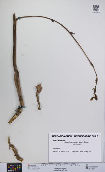 Cistanthe grandiflora [Espécimen: UCH:AGUCH:0039061]