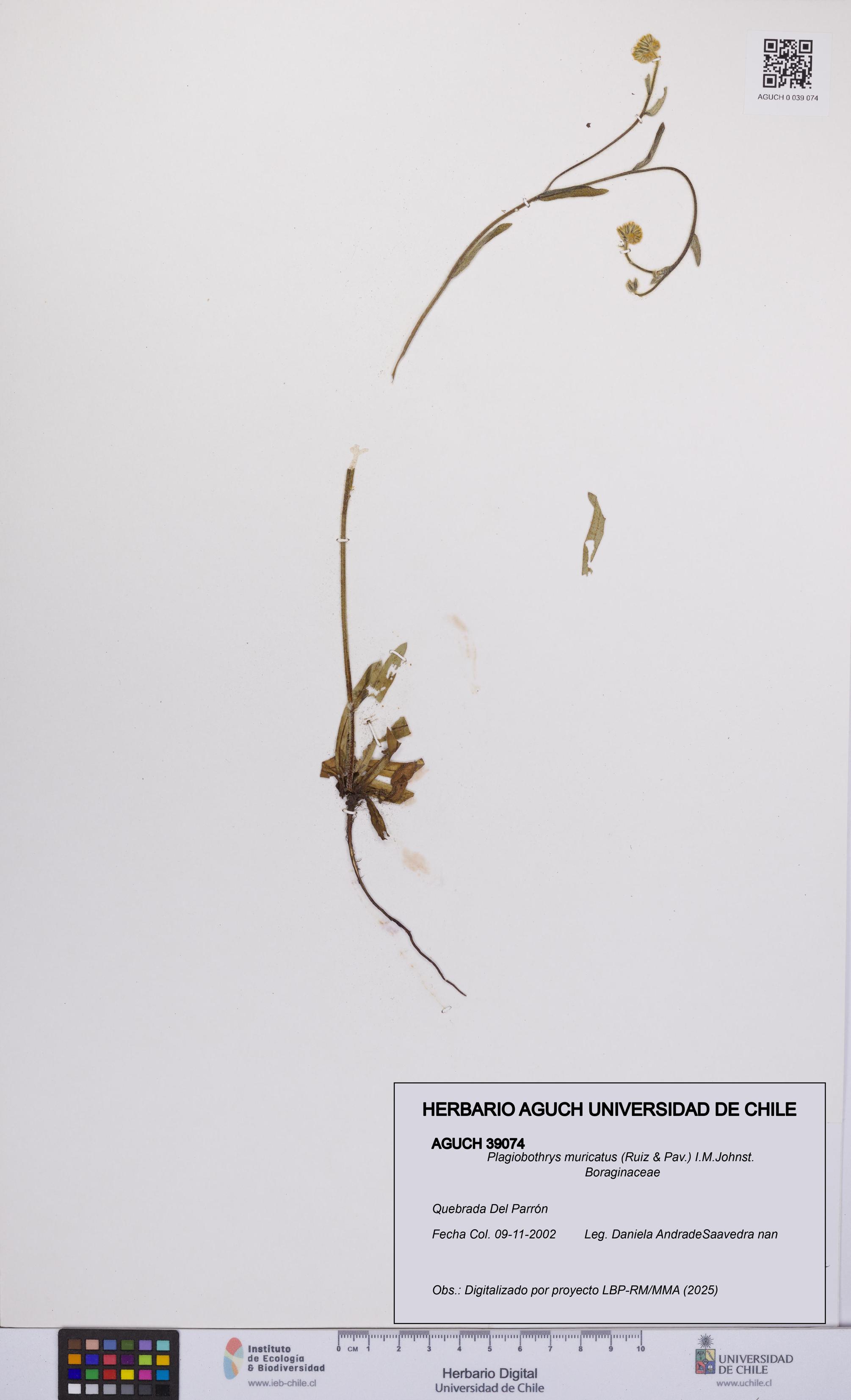 Plagiobothrys muricatus [Espécimen: ]