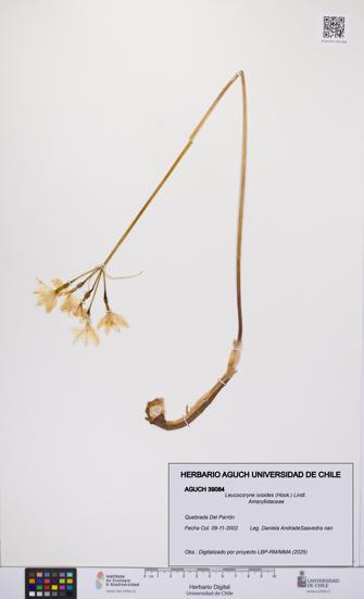 Leucocoryne ixioides [Espécimen: UCH:AGUCH:0039084]