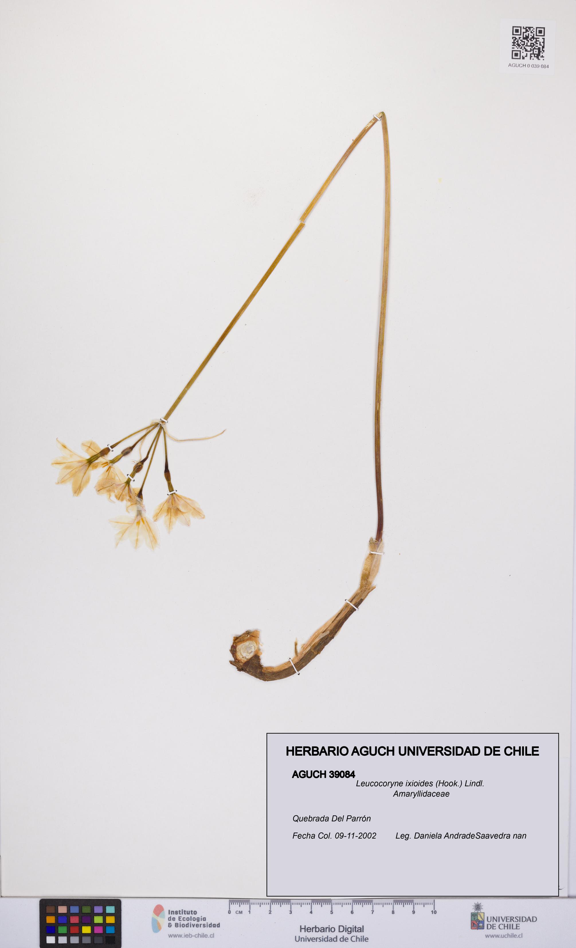 Leucocoryne ixioides [Espécimen: UCH:AGUCH:0039084]