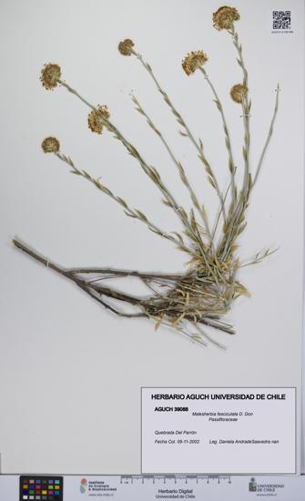 Malesherbia fasciculata [Espécimen: UCH:AGUCH:0039088]