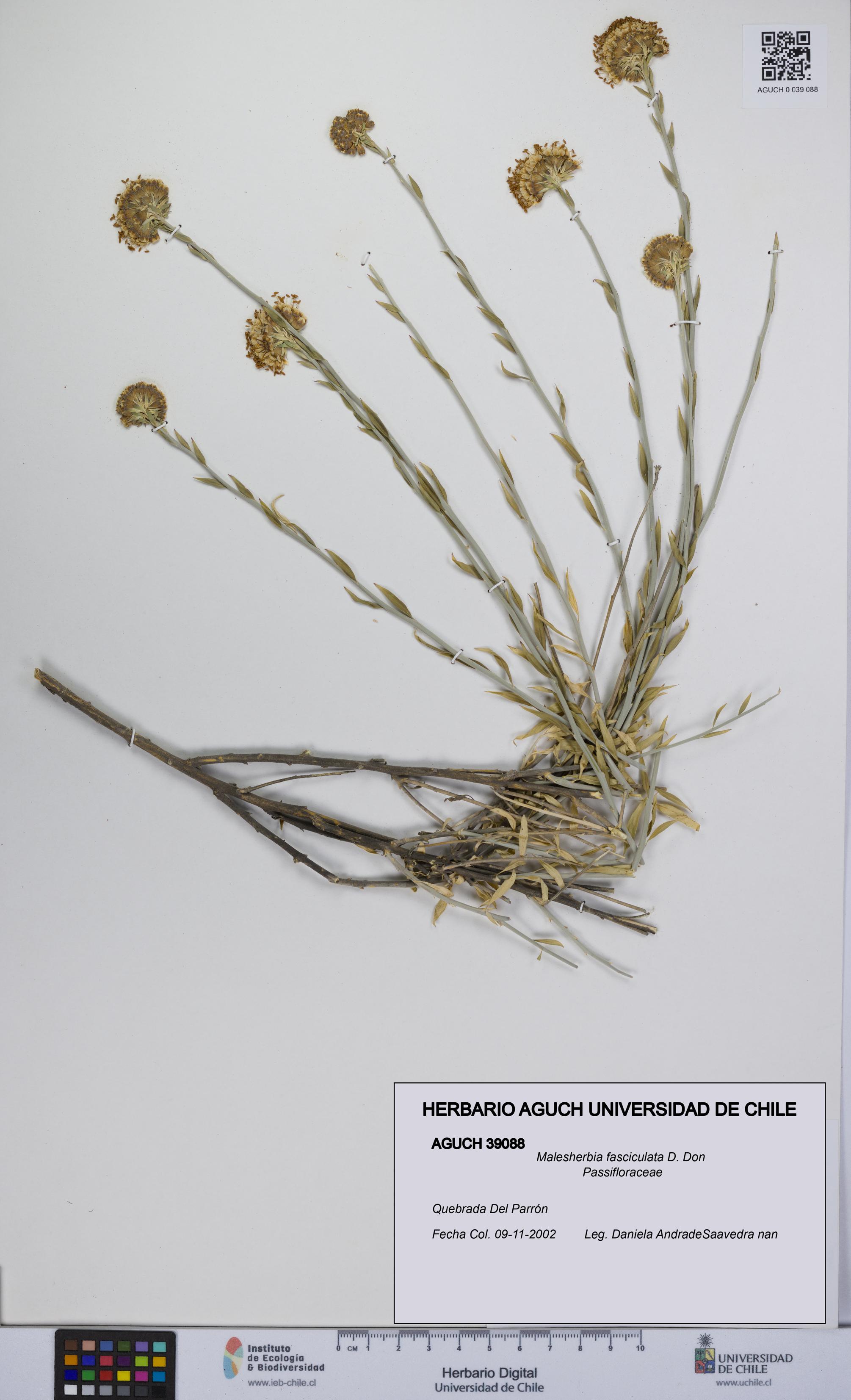 Malesherbia fasciculata [Espécimen: UCH:AGUCH:0039088]