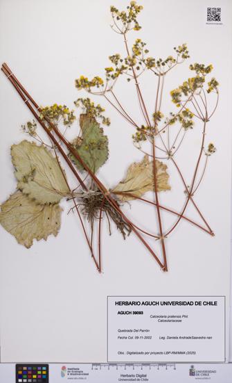 Calceolaria pratensis [Espécimen: UCH:AGUCH:0039093]