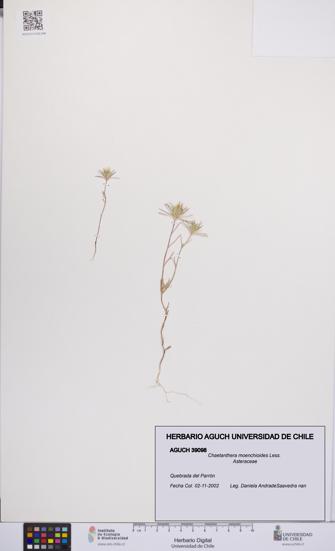 Chaetanthera moenchioides [Espécimen: UCH:AGUCH:0039098]