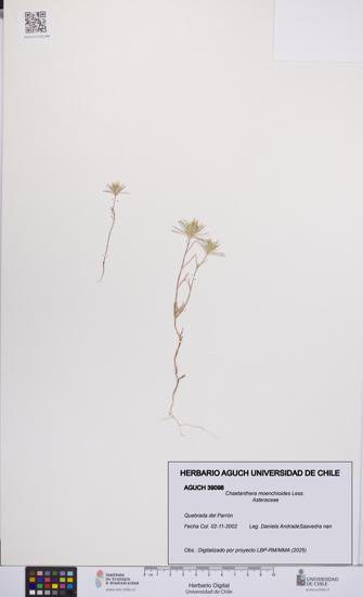 Chaetanthera moenchioides [Espécimen: UCH:AGUCH:0039098]