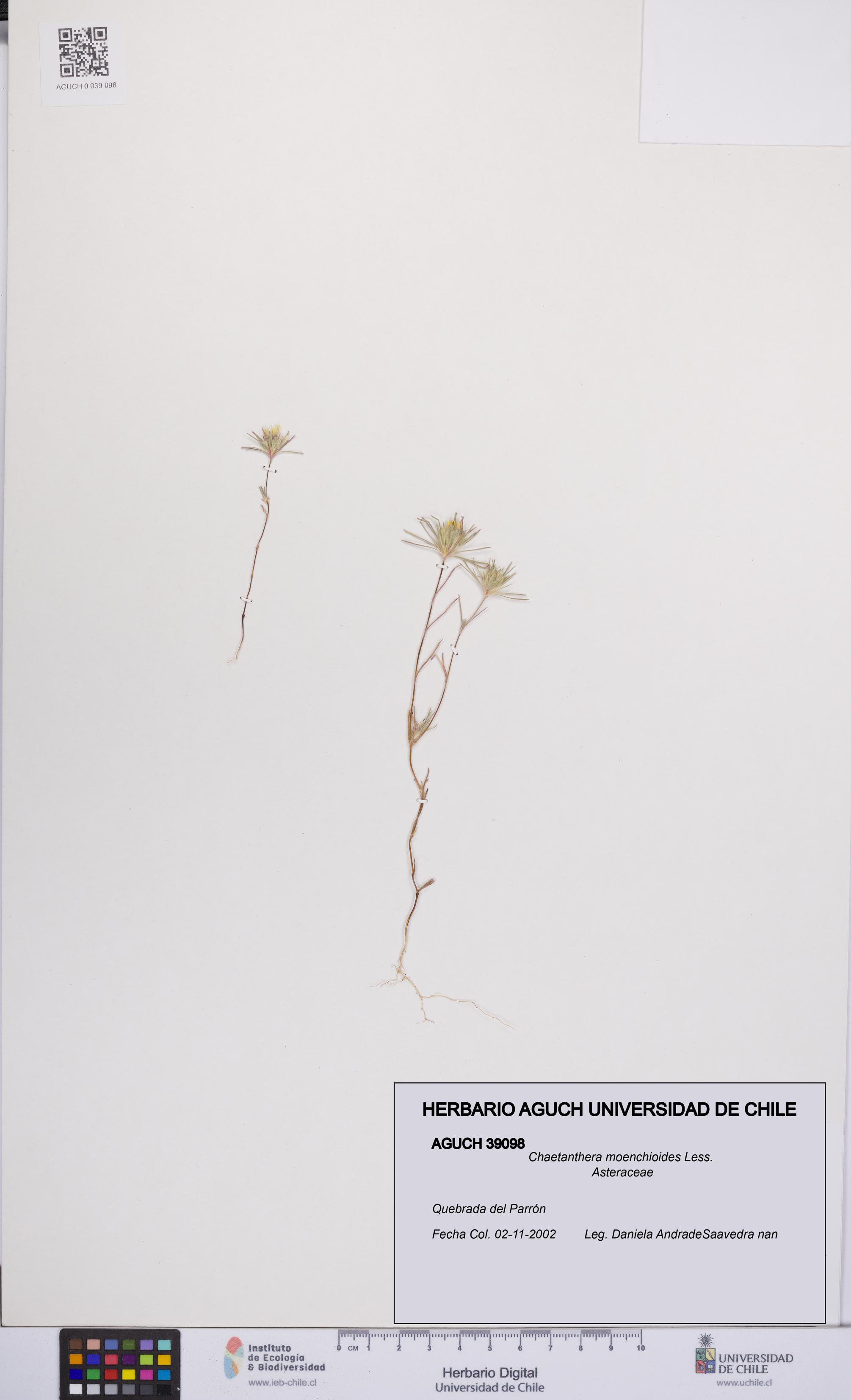 Chaetanthera moenchioides [Espécimen: UCH:AGUCH:0039098]