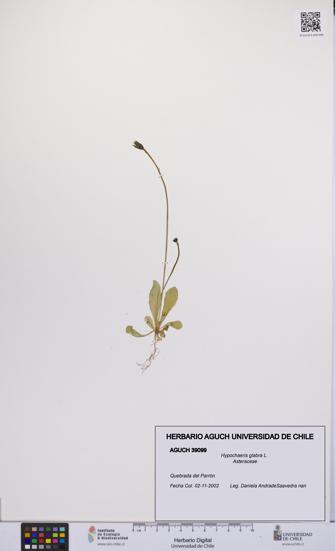 Hypochaeris glabra [Espécimen: UCH:AGUCH:0039099]