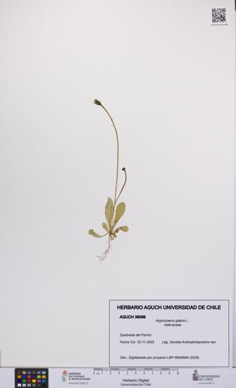 Hypochaeris glabra [Espécimen: UCH:AGUCH:0039099]