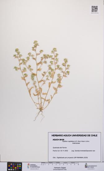 Triptilion capillatum [Espécimen: UCH:AGUCH:0039100]