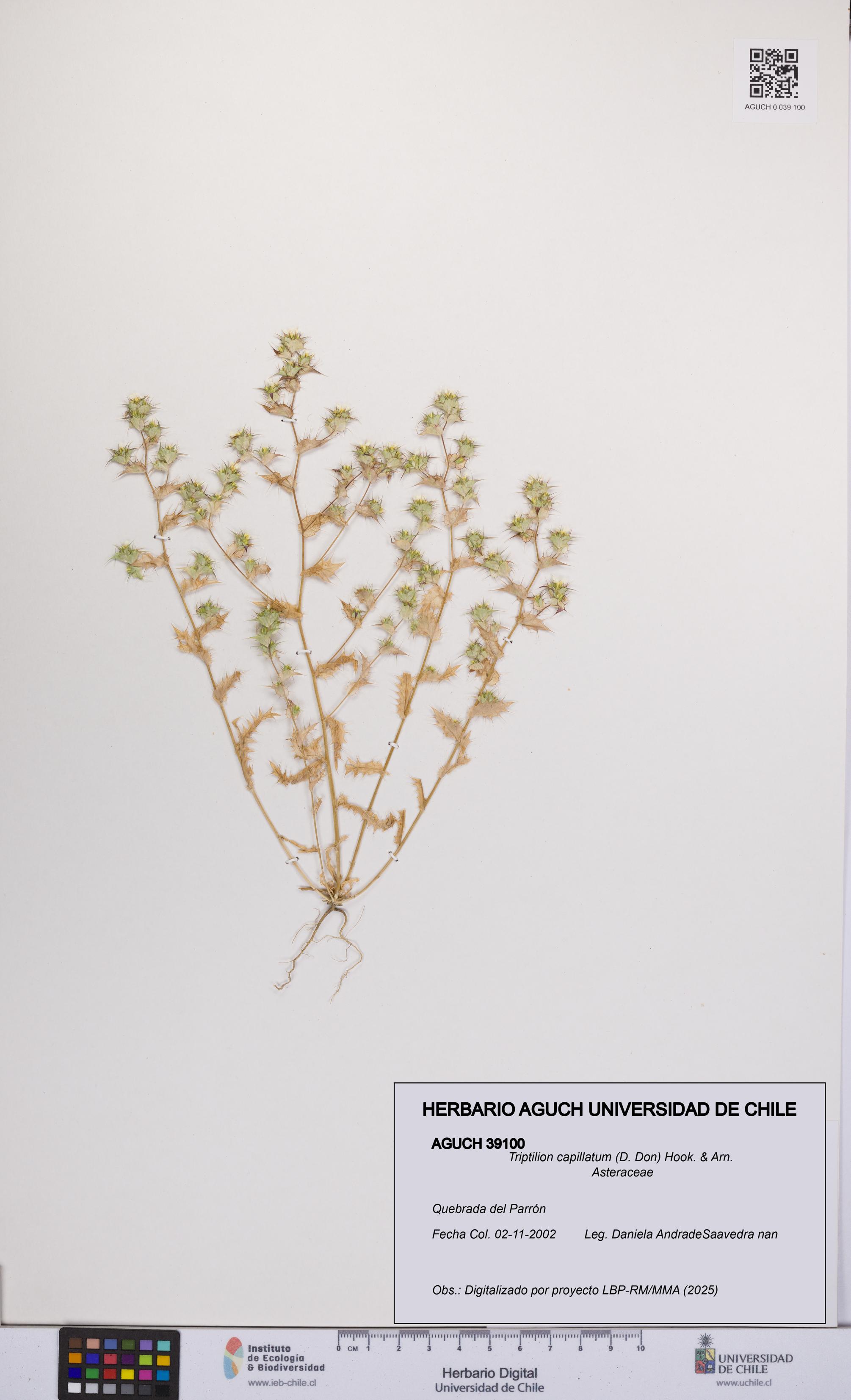 Triptilion capillatum [Espécimen: UCH:AGUCH:0039100]