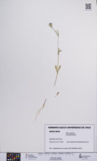 Silene gallica [Espécimen: UCH:AGUCH:0039103]