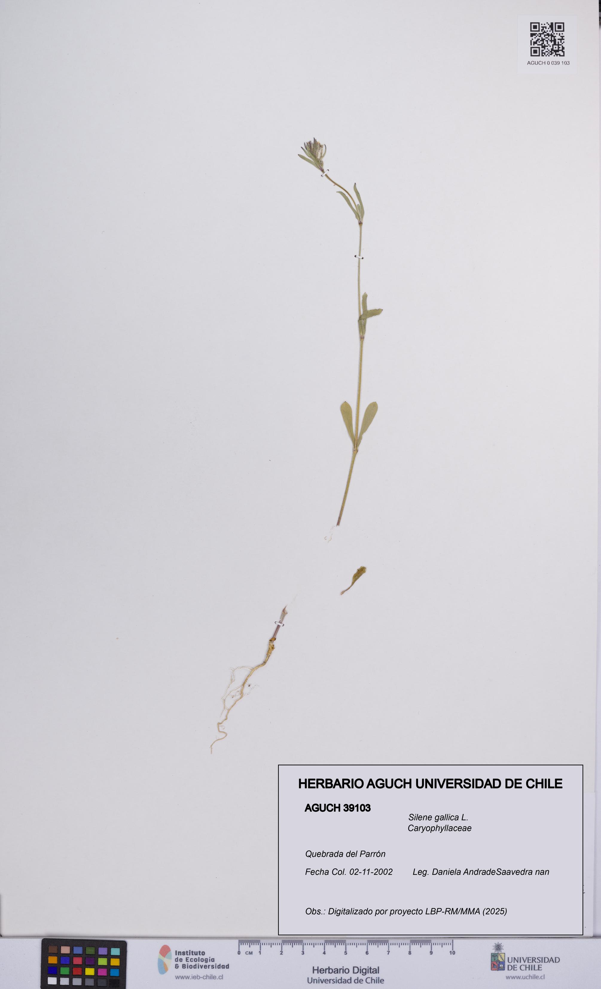Silene gallica [Espécimen: UCH:AGUCH:0039103]
