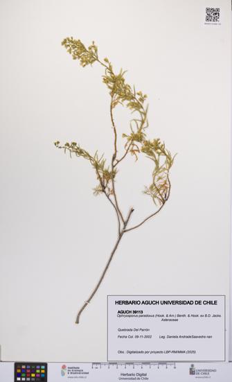 Ophryosporus paradoxus [Espécimen: UCH:AGUCH:0039113]