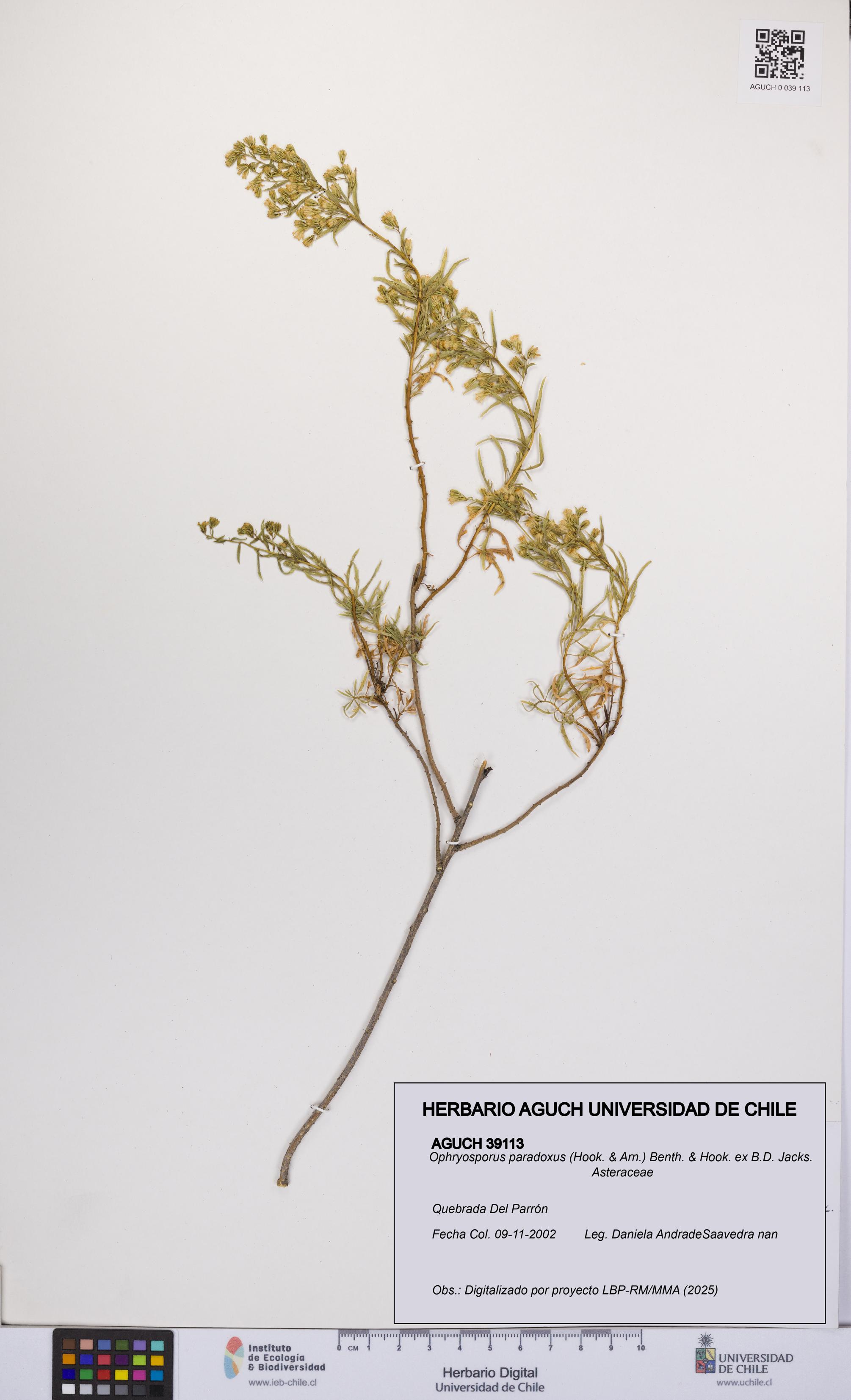 Ophryosporus paradoxus [Espécimen: UCH:AGUCH:0039113]