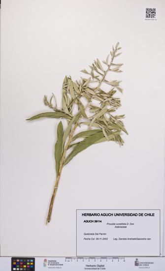 Proustia cuneifolia [Espécimen: UCH:AGUCH:0039114]